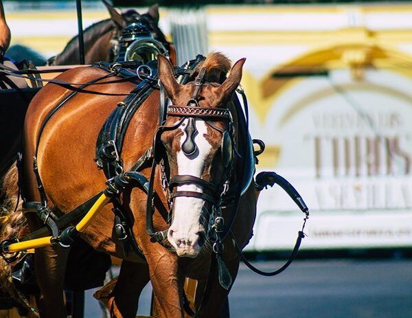 ¿Dónde reservar un coche de caballos en Sevilla?