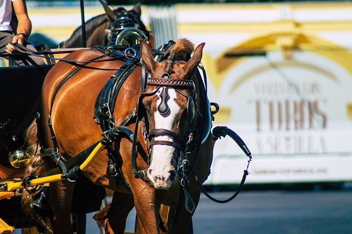 ¿Dónde reservar un coche de caballos en Sevilla?